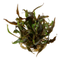 Preview: Cryptocoryne undulatus 'Red'/ Gewellter Wasserkelch 1-2-Grow!